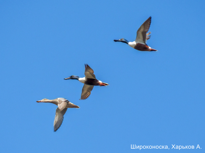 Широконоска, Харьков А.