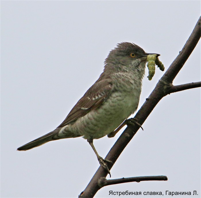 Ястребиная славка, Гаранина Л (1)