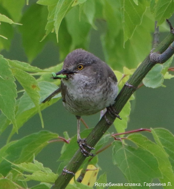 Ястребиная славка, Гаранина Л (2)