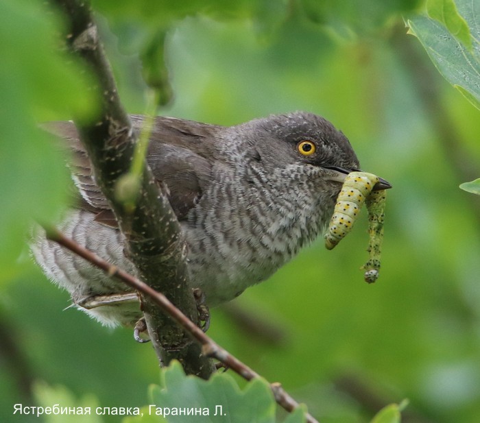 Ястребиная славка, Гаранина Л (3)