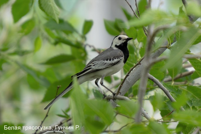 Белая трясогузка, Гунчин Р.