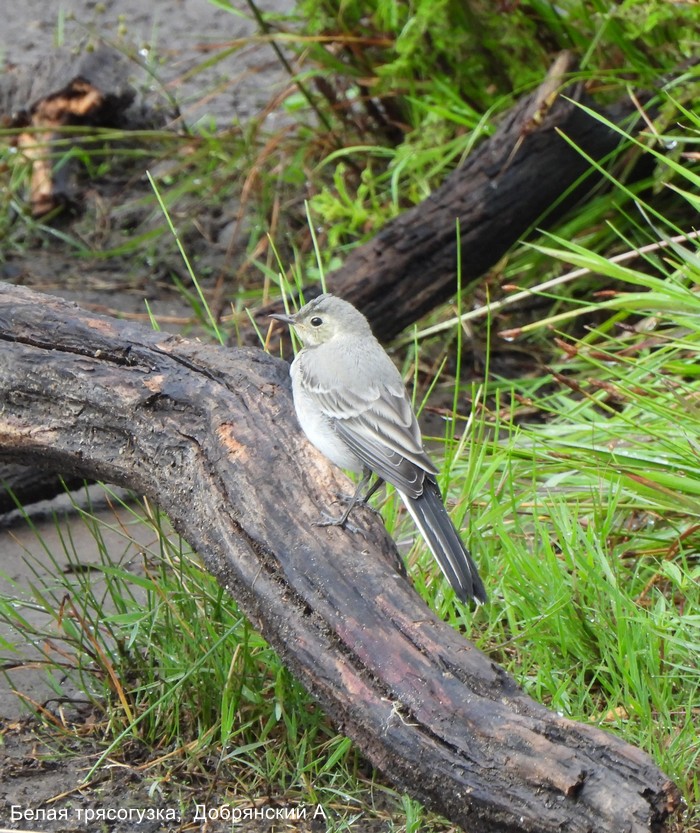 Белая трясогузка, Добрянский А.