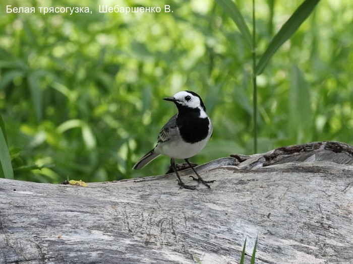 Белая трясогузка, Шебаршенко В.
