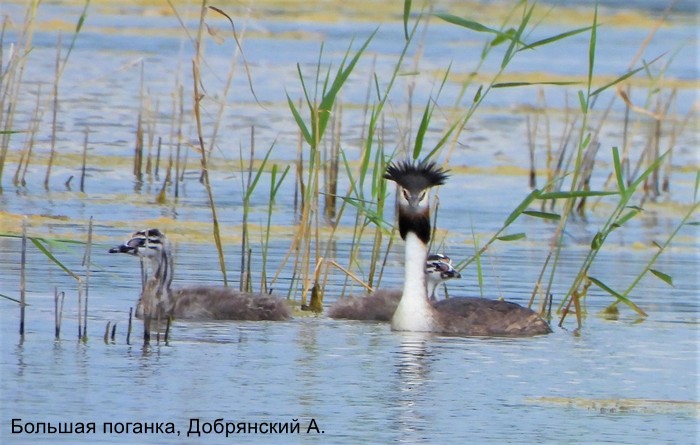 Большая поганка, Добрянский А.