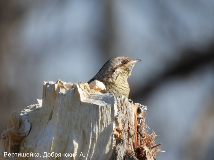 Вертишейка, Добрянский А.
