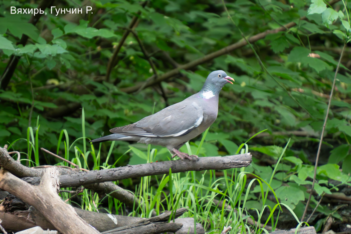 Вяхирь, Гунчин Р.