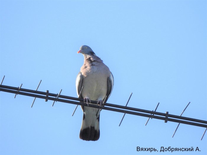 Вяхирь, Добрянский А.