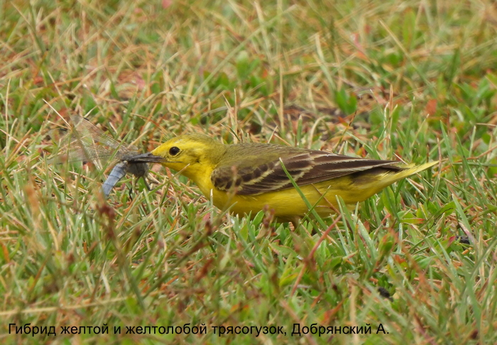 Гибрид желтой и желтолобой трясогузок, Добрянский А.