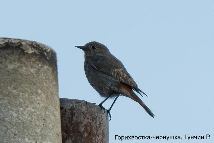 Горихвостка-чернушка, Гунчин Р.