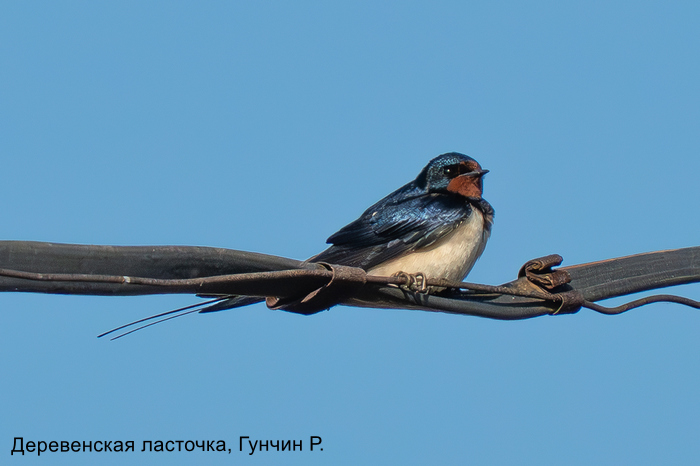 Деревенская ласточка, Гунчин Р.