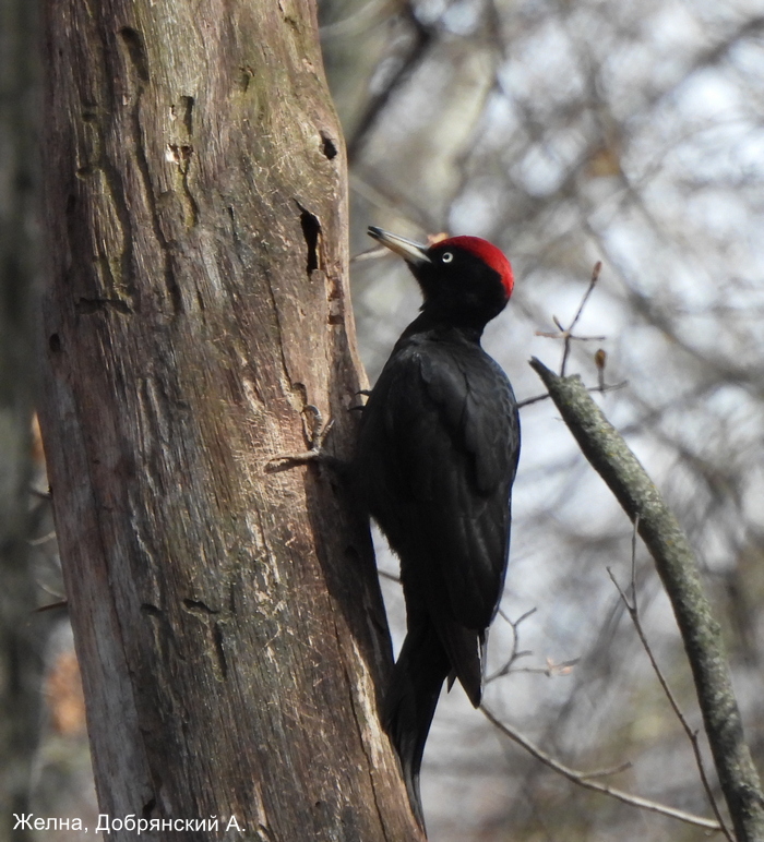 Желна, Добрянский А.