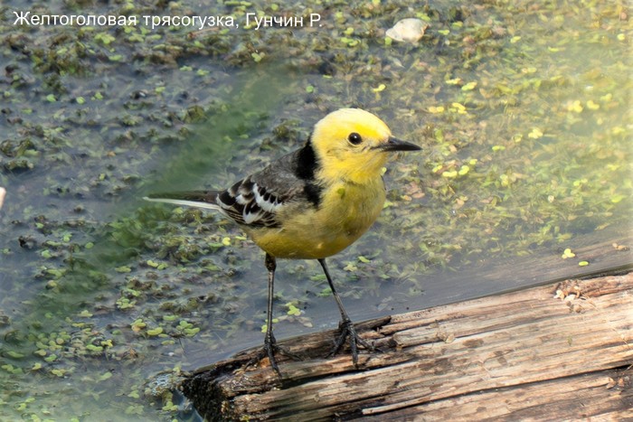 Желтоголовая трясогузка, Гунчин Р.