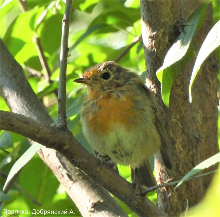 Зарянка, Добрянский А.