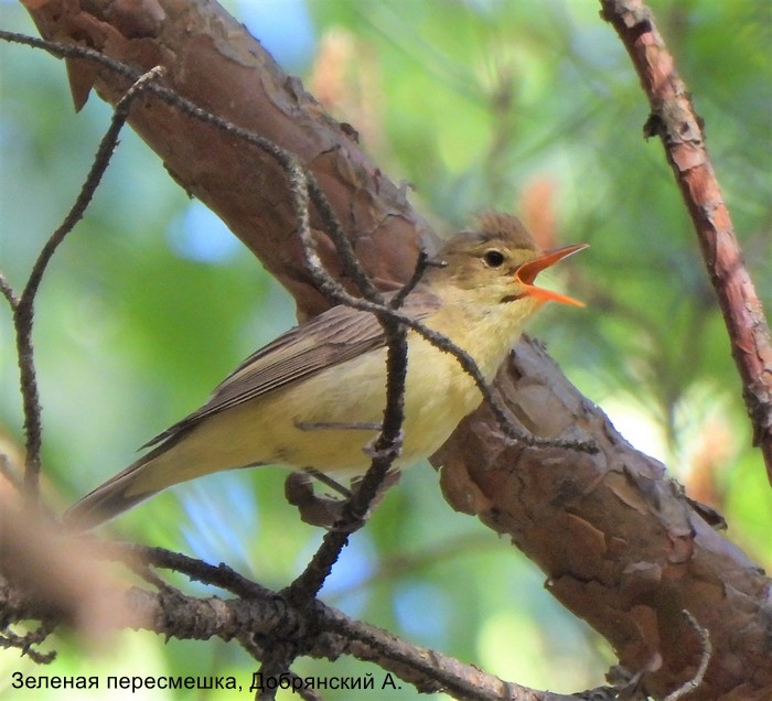 Зеленая пересмешка, Добрянский А.
