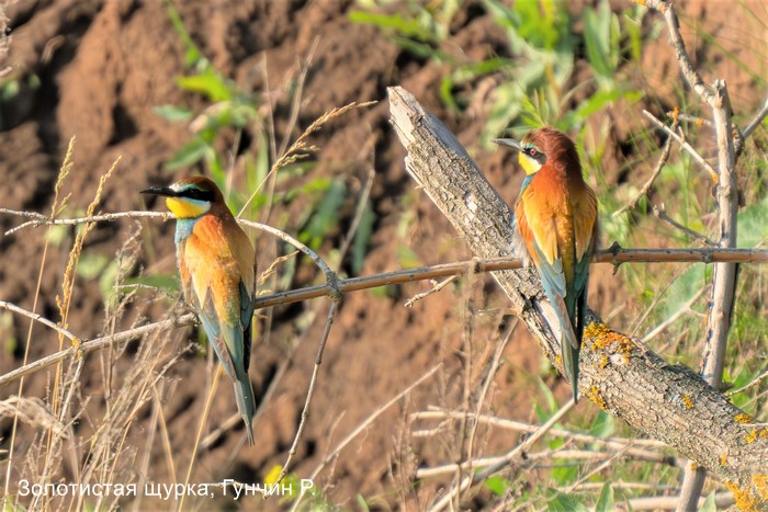 Золотистая щурка, Гунчин Р.