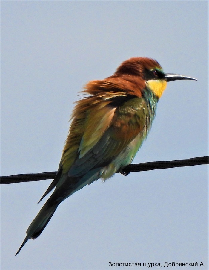 Золотистая щурка, Добрянский А.