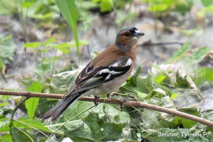 Зяблик, Гунчин Р.