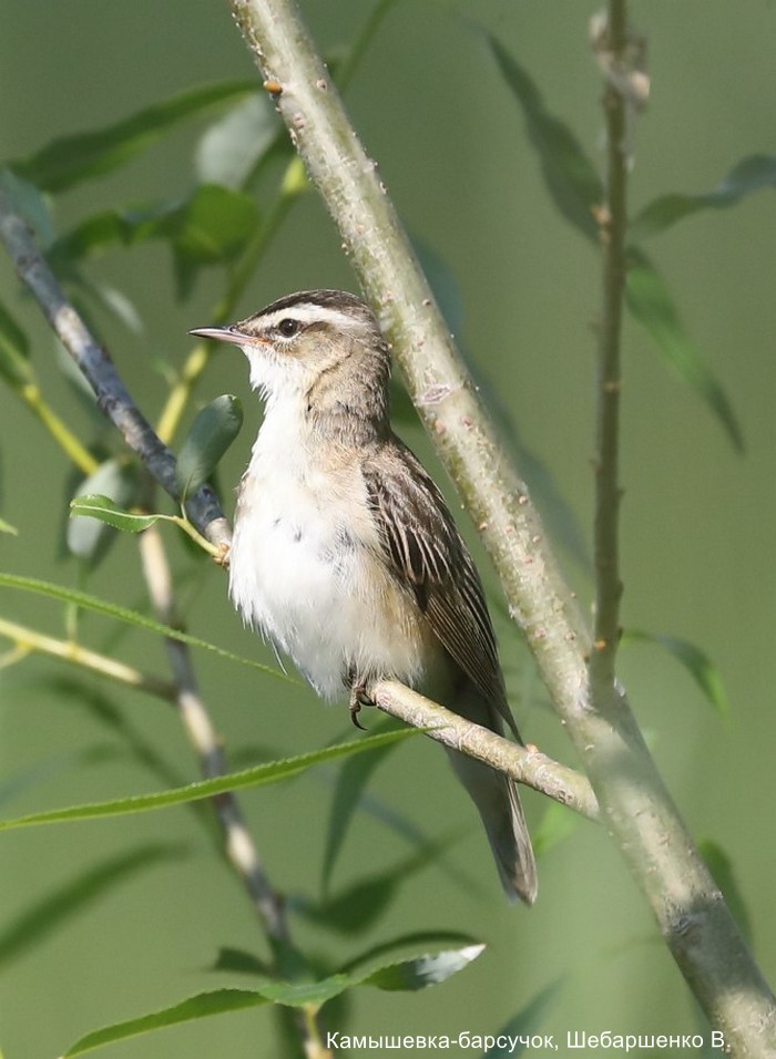 Камышевка-барсучок, Шебаршенко В.