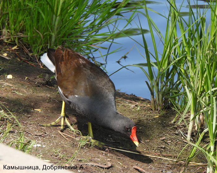 Камышница, Добрянский А.