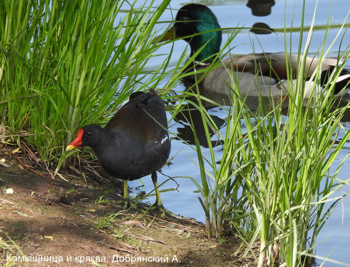 Камышница и кряква, Добрянский А.