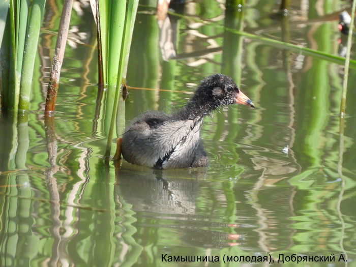 Камышница (молодая), Добрянский А.