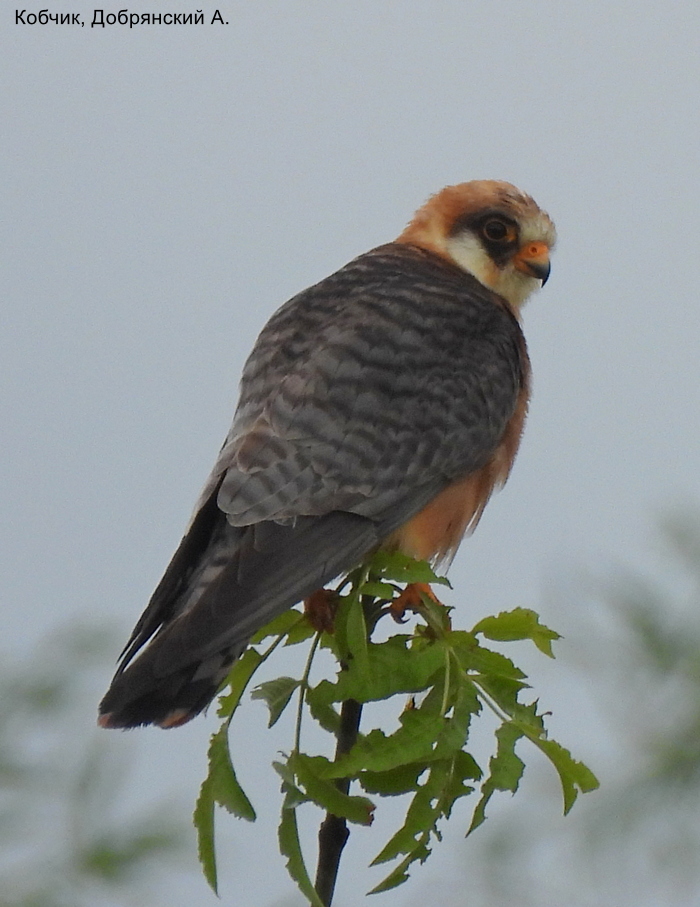 Кобчик, Добрянский А.
