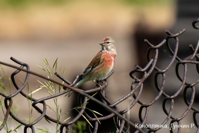 Коноплянка, Гунчин Р.