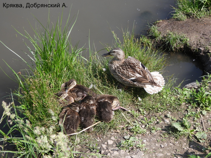 Кряква, Добрянский А (1)