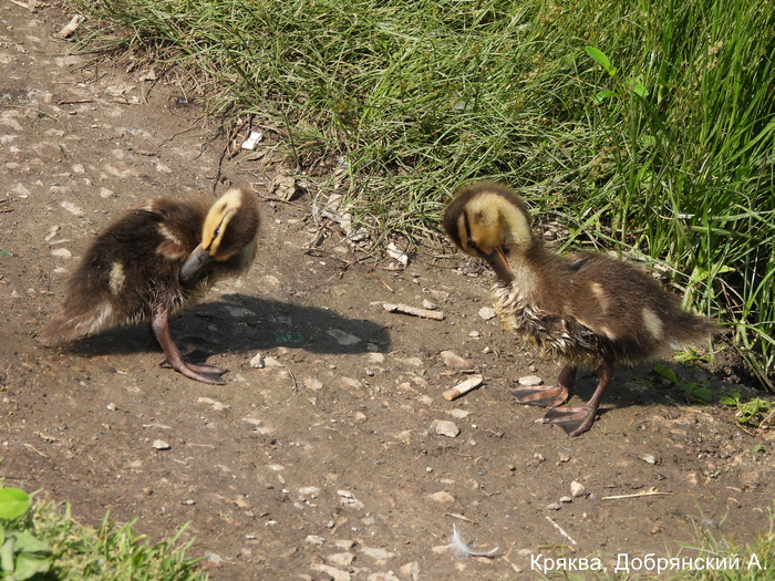 Кряква, Добрянский А (2)