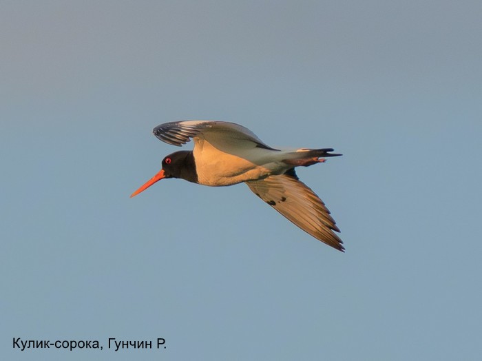 Кулик-сорока, Гунчин Р.