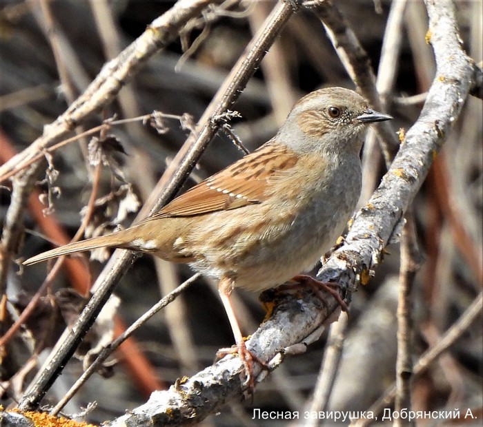 Лесная завирушка, Добрянский А.