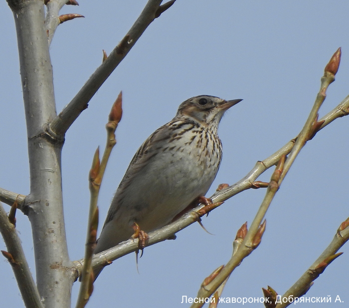 Лесной жаворонок, Добрянский А.