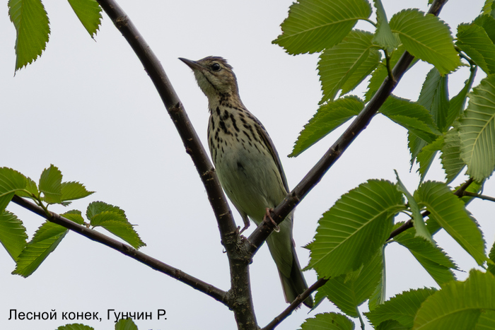 Лесной конек, Гунчин Р.
