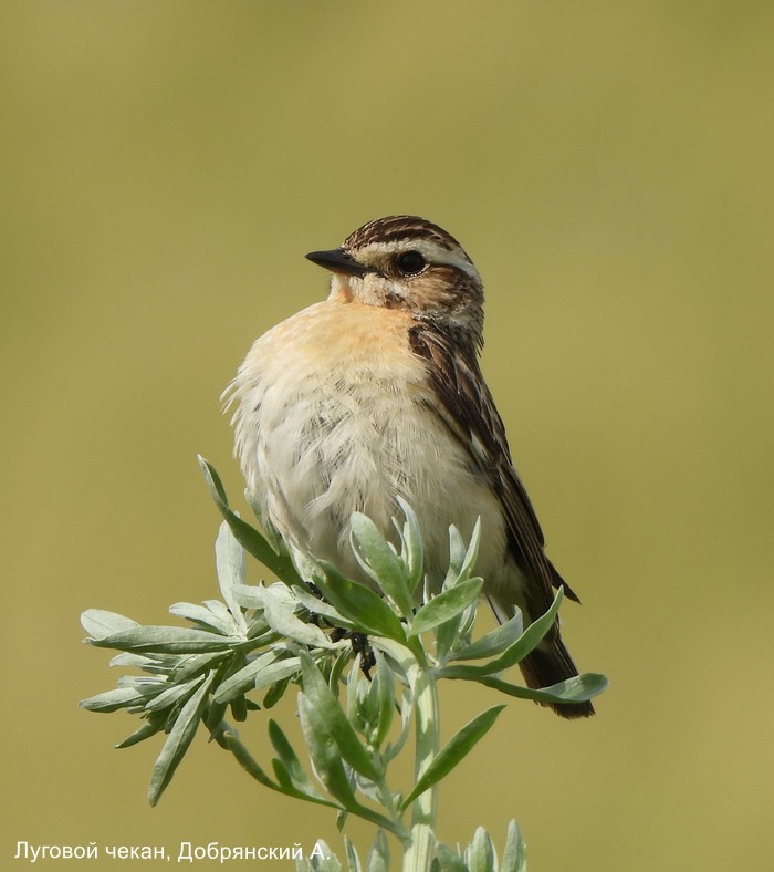 Луговой чекан, Добрянский А.
