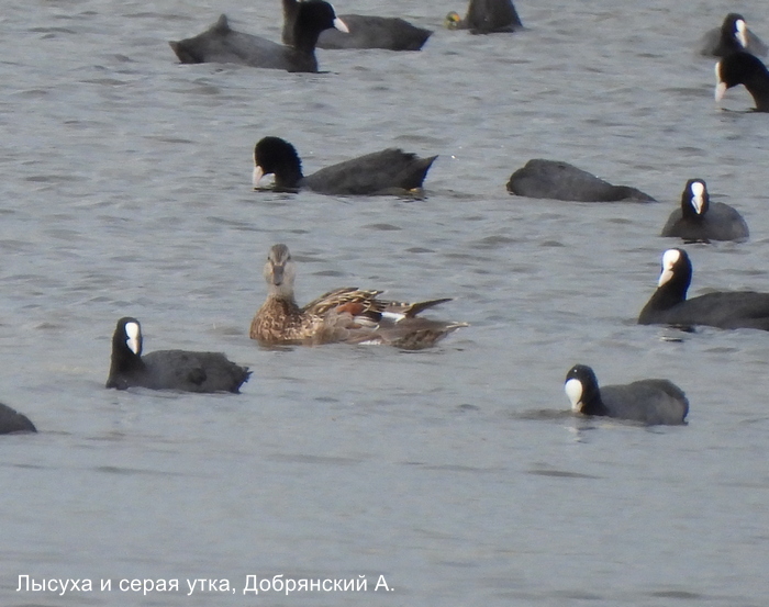Лысуха и серая утка, Добрянский А.