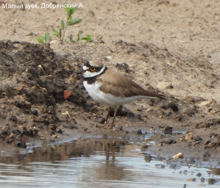 Малый зуек, Добрянский А.