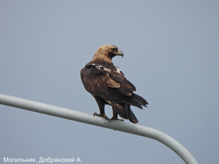 Могильник, Добрянский А.