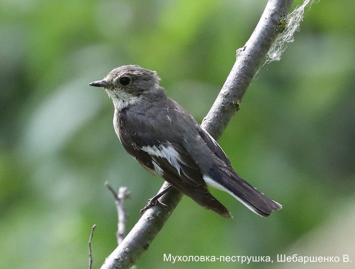 Мухоловка-пеструшка, Шебаршенко В.