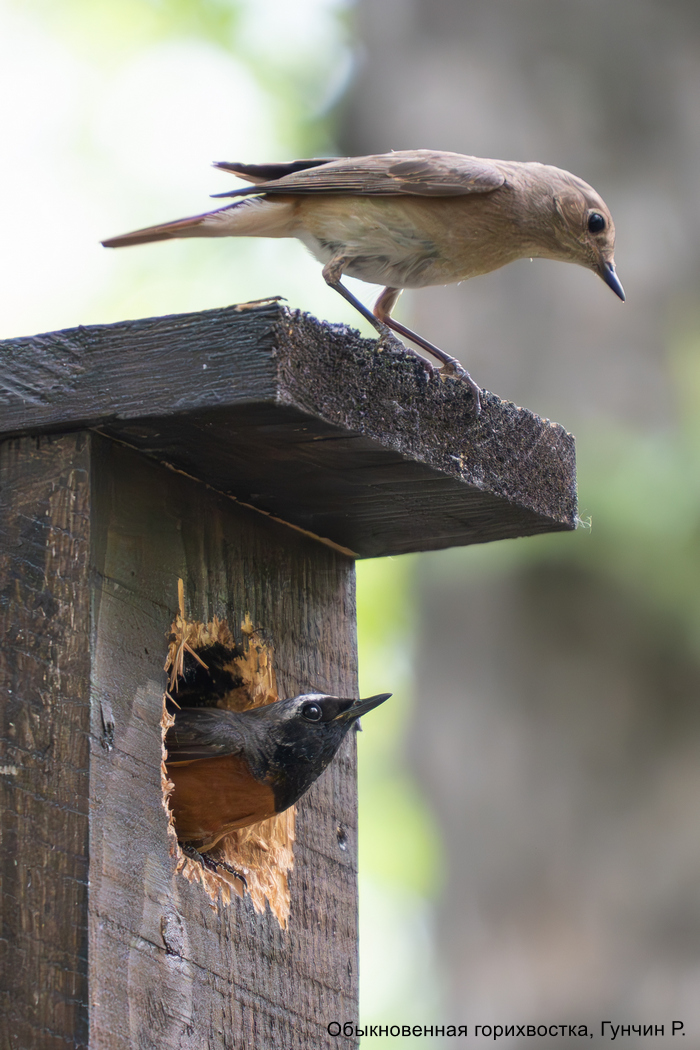 Обыкновенная горихвостка, Гунчин Р.