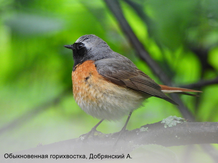 Обыкновенная горихвостка, Добрянский А.