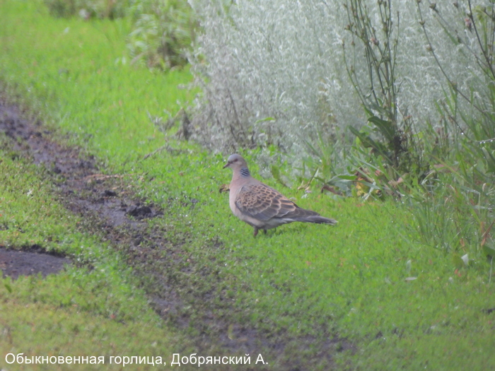 Обыкновенная горлица, Добрянский А.
