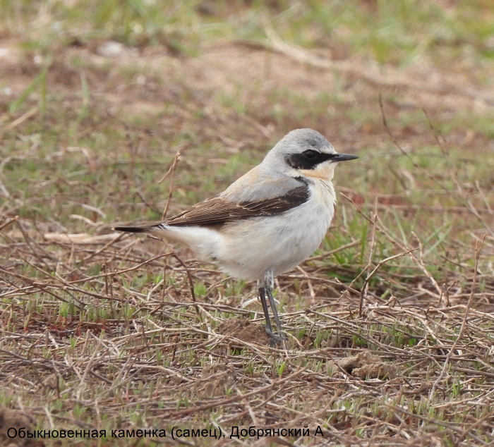 Обыкновенная каменка (самец), Добрянский А
