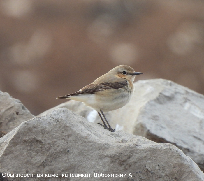 Обыкновенная каменка (самка), Добрянский А