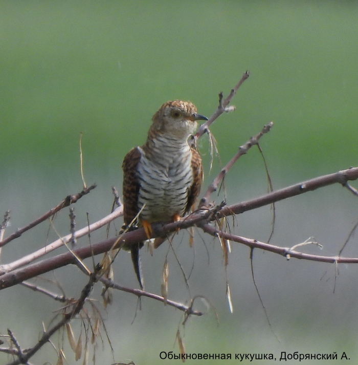 Обыкновенная кукушка, Добрянский А. (1)
