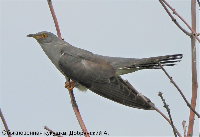 Обыкновенная кукушка, Добрянский А. (2)
