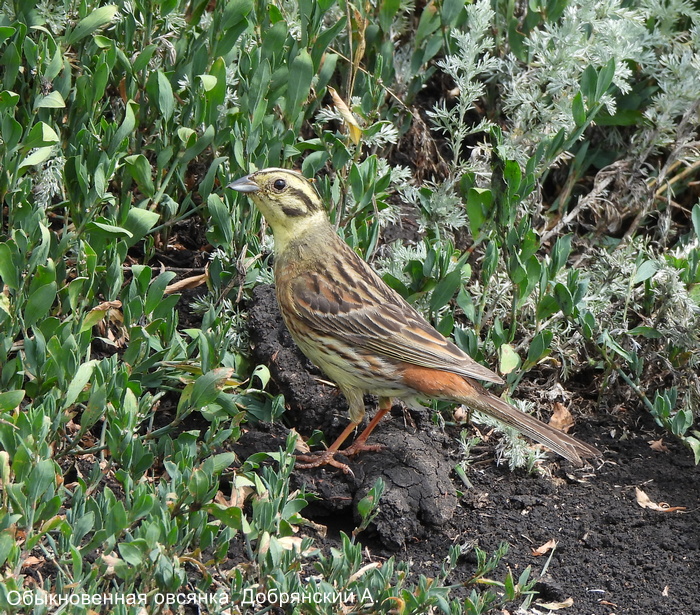 Обыкновенная овсянка, Добрянский А.