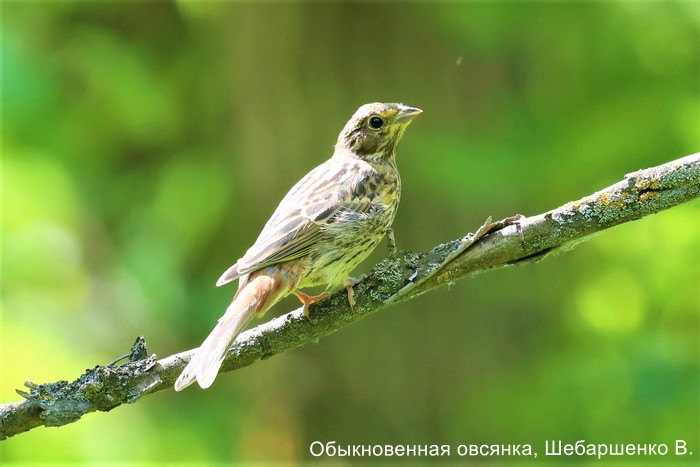 Обыкновенная овсянка, Шебаршенко В.