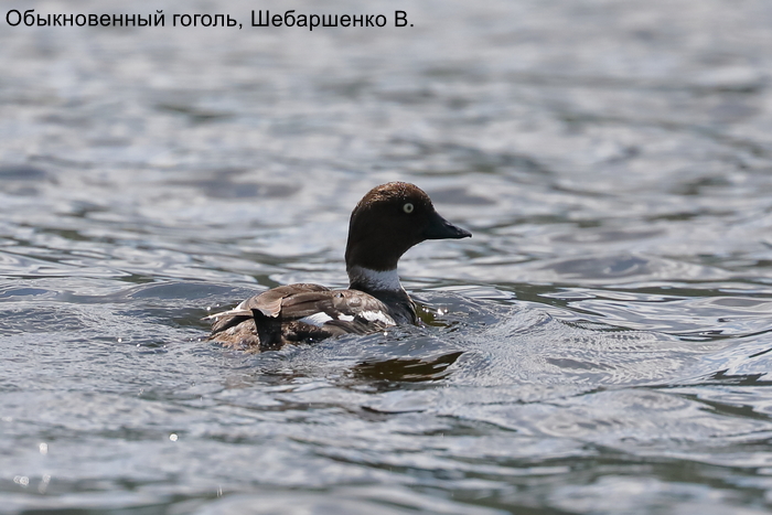 Обыкновенный гоголь, Шебаршенко В.