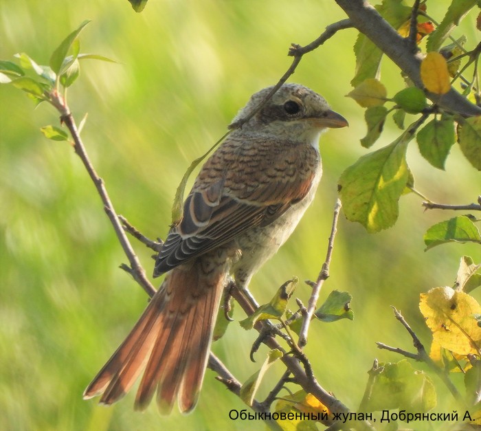 Обыкновенный жулан, Добрянский А.