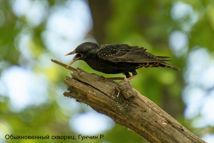 Обыкновенный скворец, Гунчин Р.